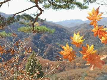 青岛试管供卵代怀(青岛试管供卵代怀多少钱)